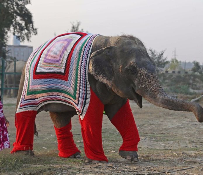 Elles tricotent XXXXXXL pour de vieux éléphants