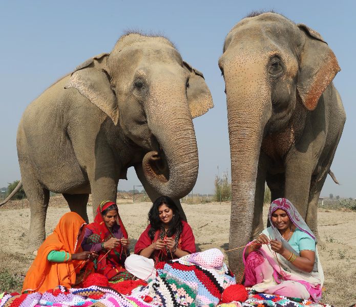 Elles tricotent XXXXXXL pour de vieux éléphants