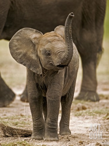 Elles tricotent XXXXXXL pour de vieux éléphants