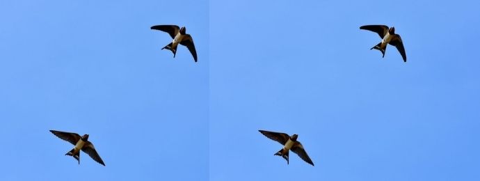 Une hirondelle fait le printemps